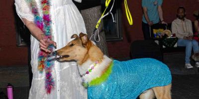 Fash-Dog26-140
